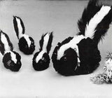 Skunk Pattern