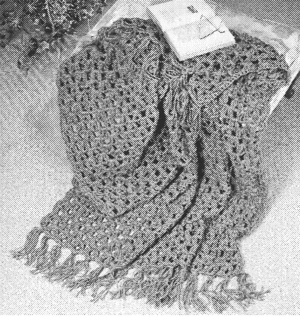 Fascination modèle afghan